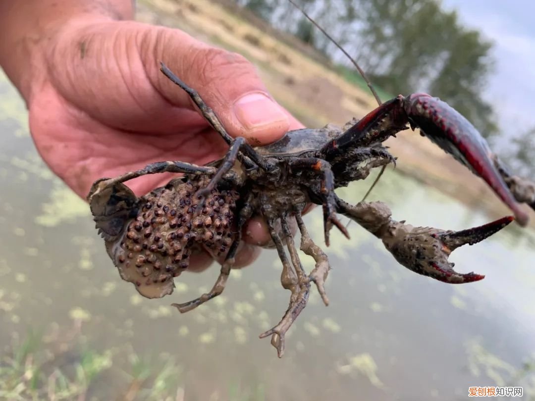 关于小龙虾养殖你应该知道的 龙虾养殖业