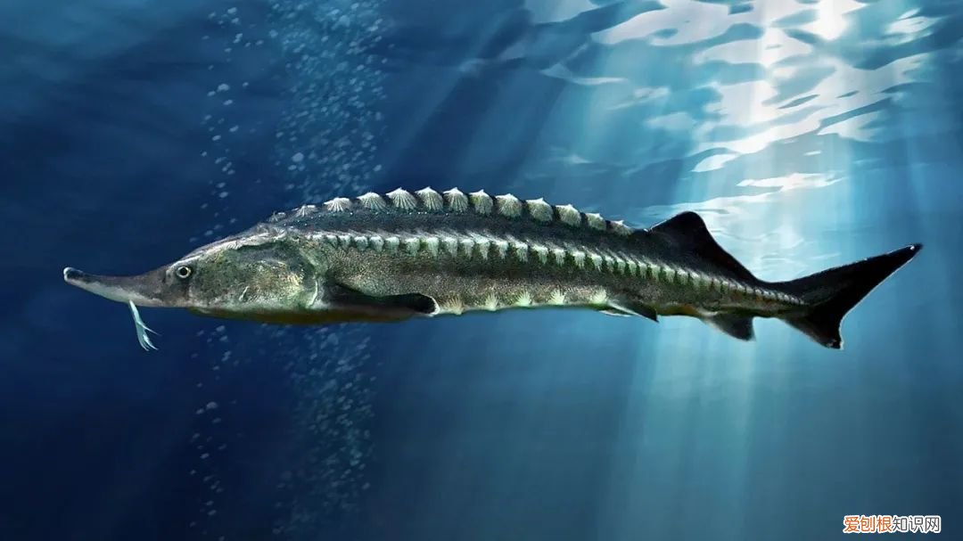 世界上最大的5种淡水鱼、 最大的淡水鱼呢
