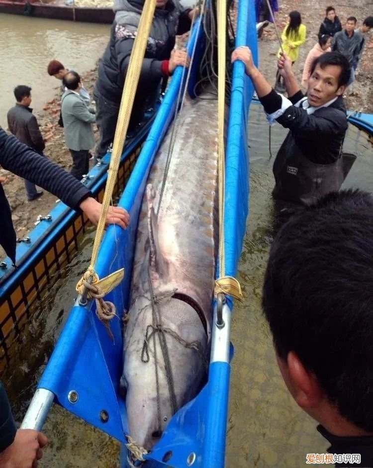 世界上最大的5种淡水鱼、 最大的淡水鱼呢