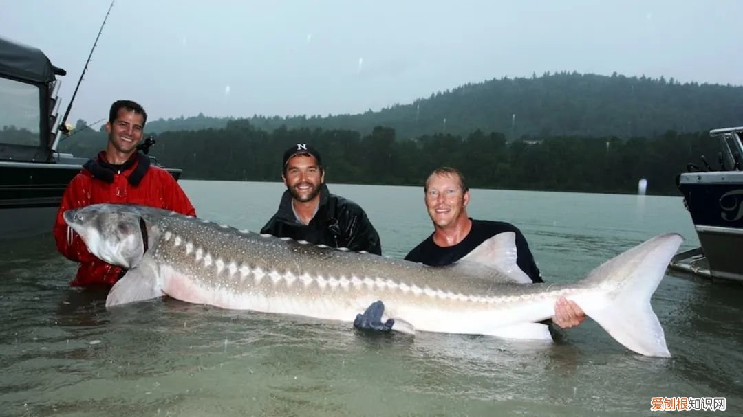 世界上最大的5种淡水鱼、 最大的淡水鱼呢