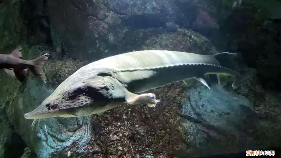 世界上最大的5种淡水鱼、 最大的淡水鱼呢