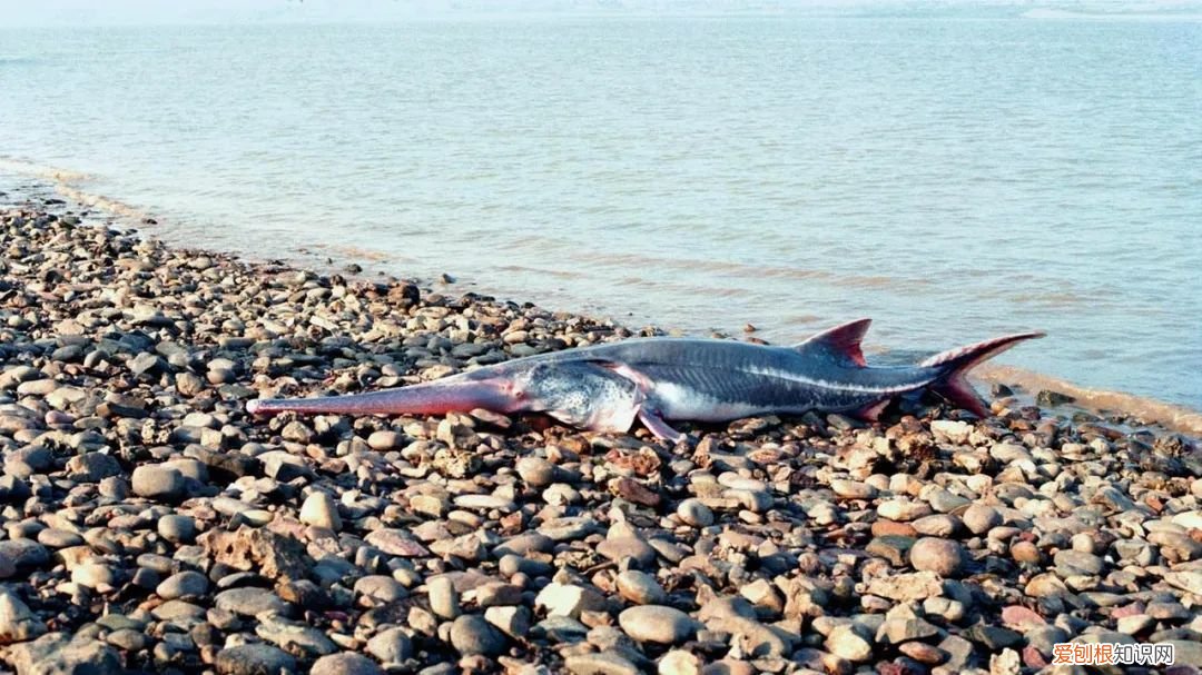 世界上最大的5种淡水鱼、 最大的淡水鱼呢