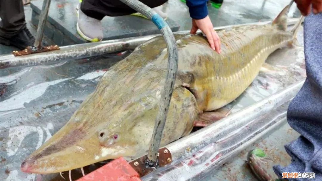 世界上最大的5种淡水鱼、 最大的淡水鱼呢