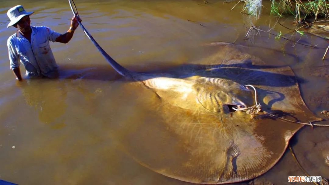 世界上最大的5种淡水鱼、 最大的淡水鱼呢