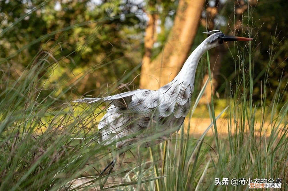 中国首个国家湿地公园，70%的水域面积 我国第一个国家湿地公园