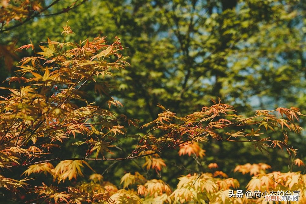 中国首个国家湿地公园，70%的水域面积 我国第一个国家湿地公园