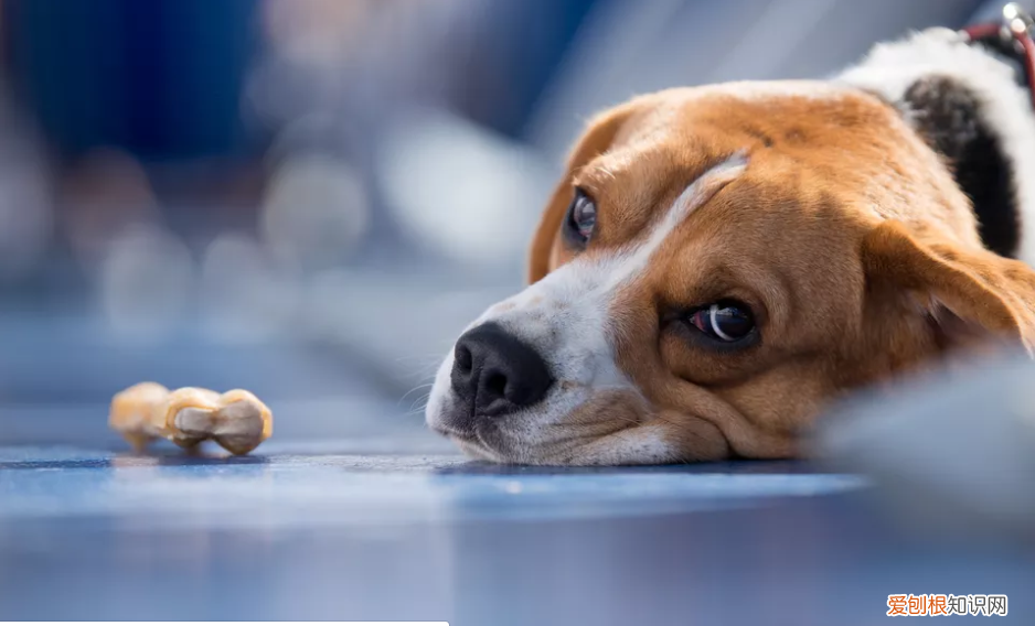 为什么狗狗腹泻出血？ 小狗拉稀带血！