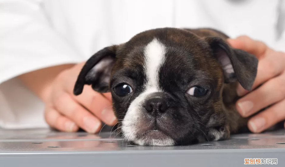 为什么狗狗腹泻出血？ 小狗拉稀带血！