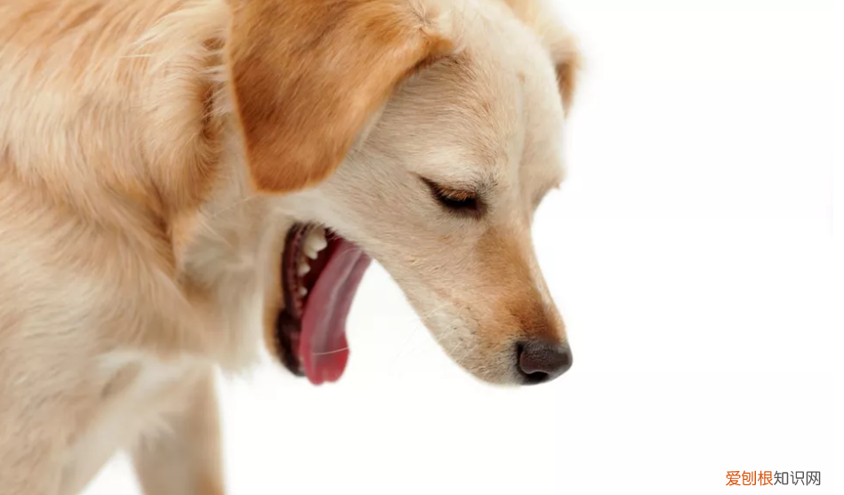 为什么狗狗腹泻出血？ 小狗拉稀带血！