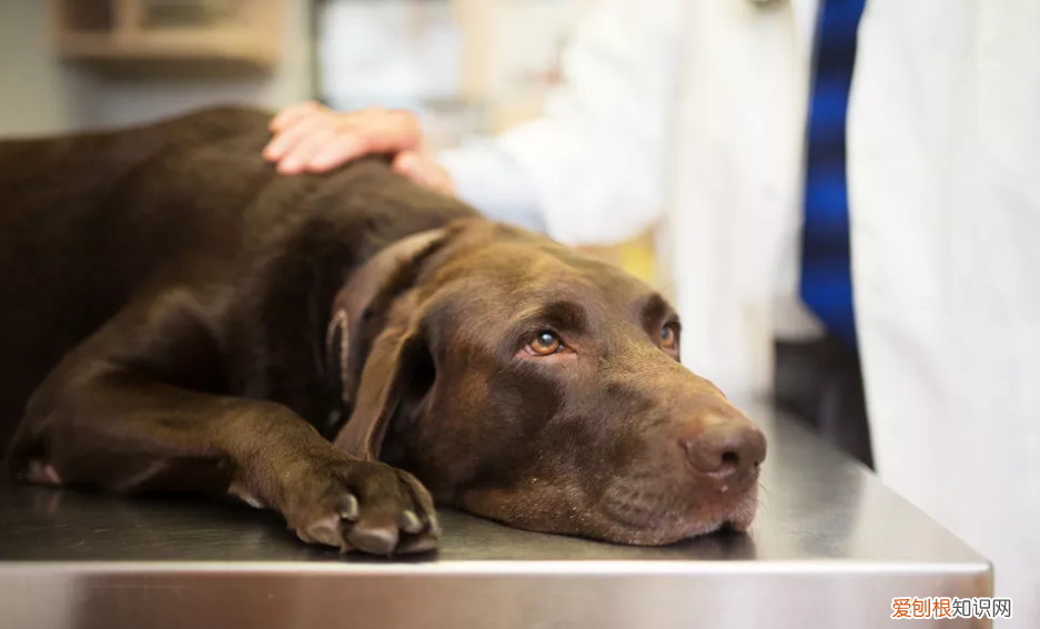 为什么狗狗腹泻出血？ 小狗拉稀带血！