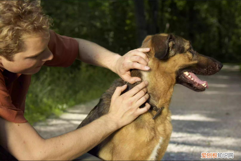 为什么狗狗腹泻出血？ 小狗拉稀带血！