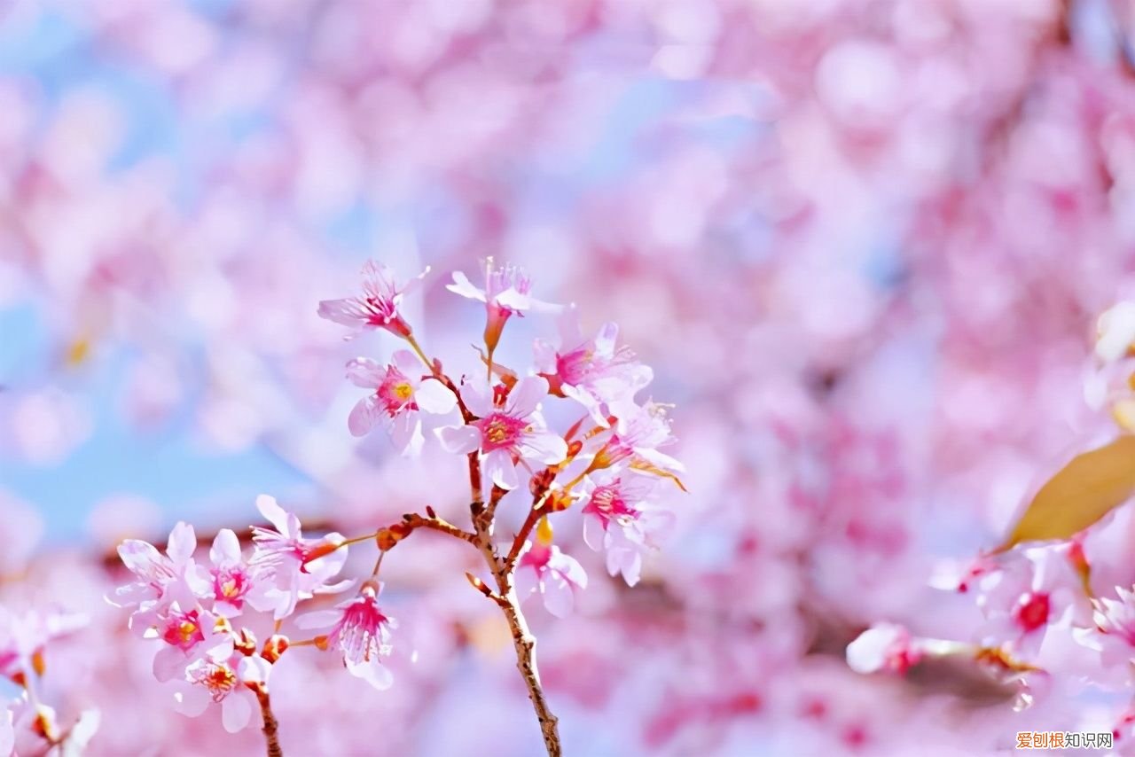 2021年最美立春祝福语 立春吉祥话