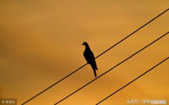 电力同轴接地电缆 同轴电缆型号