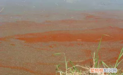 出现铁锈水不要怕 怎样消除鱼塘的铁锈水