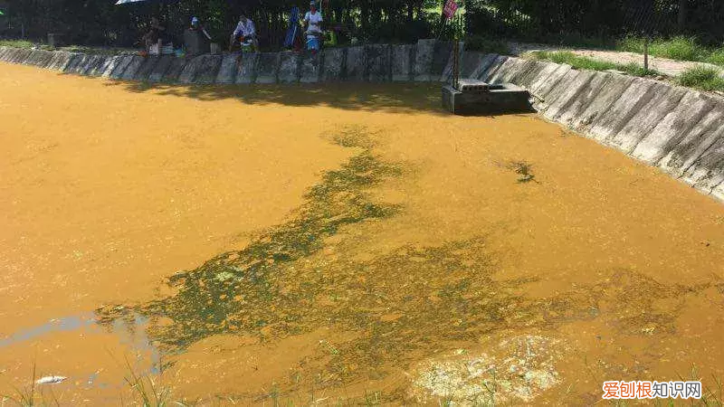 出现铁锈水不要怕 怎样消除鱼塘的铁锈水