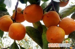 吃柿子的注意事项有哪些呢 吃柿子的禁忌是