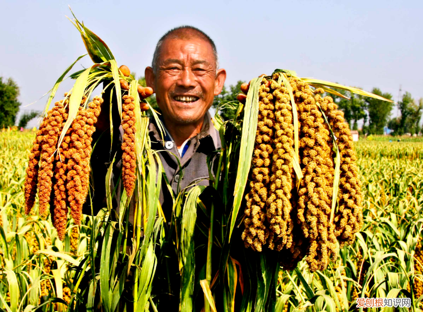 24种豆类杂粮大全 豆子的种类