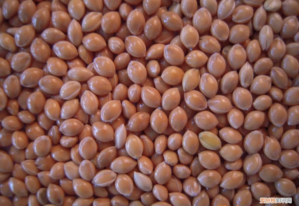 24种豆类杂粮大全 豆子的种类