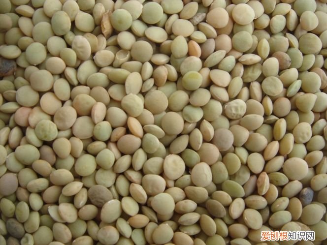 24种豆类杂粮大全 豆子的种类