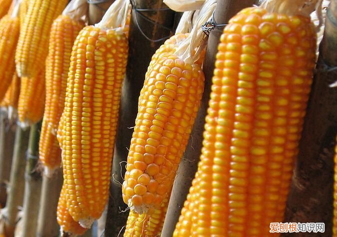 24种豆类杂粮大全 豆子的种类