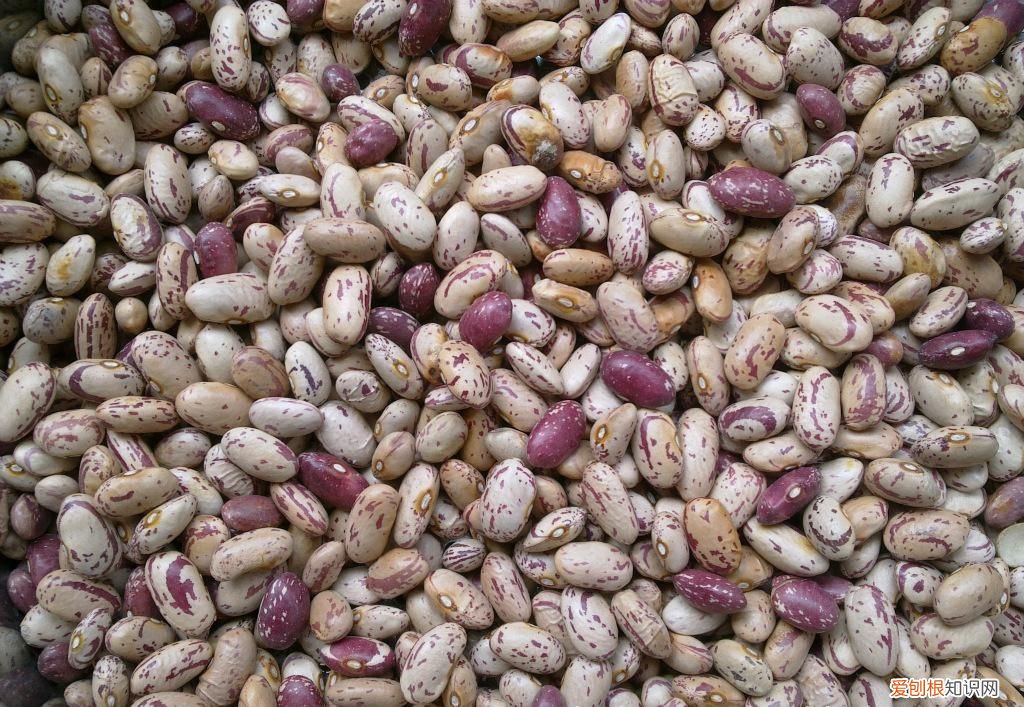 24种豆类杂粮大全 豆子的种类