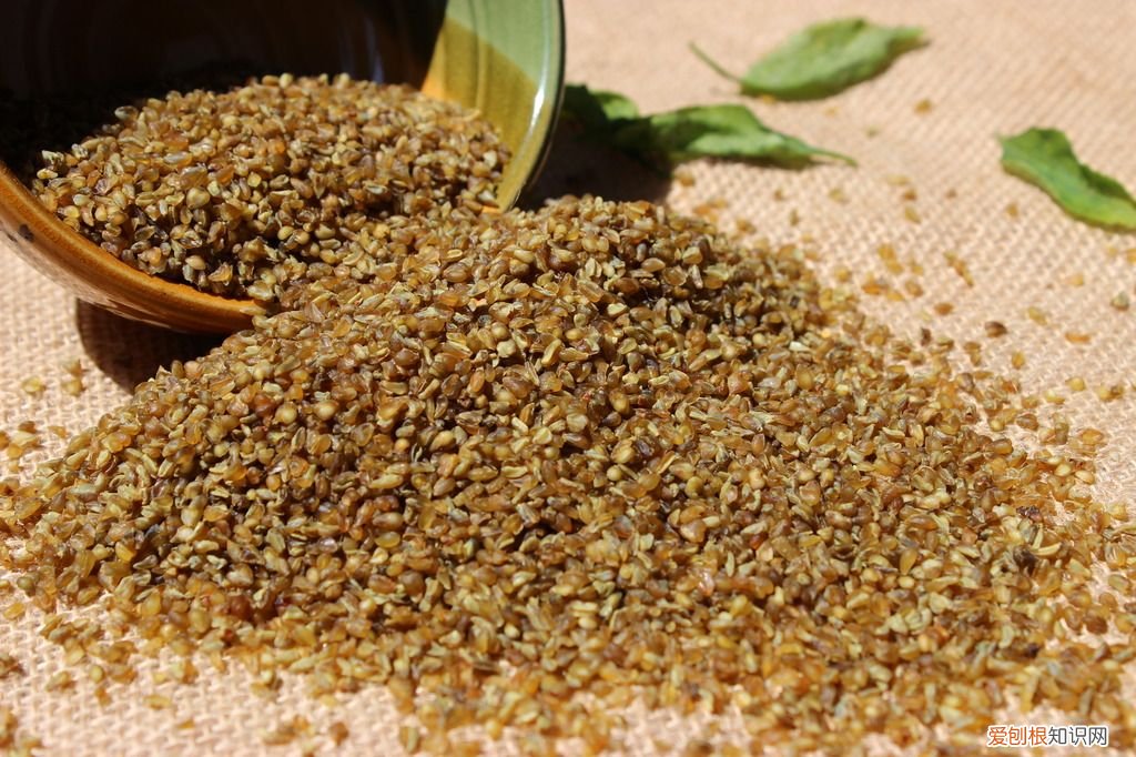 24种豆类杂粮大全 豆子的种类