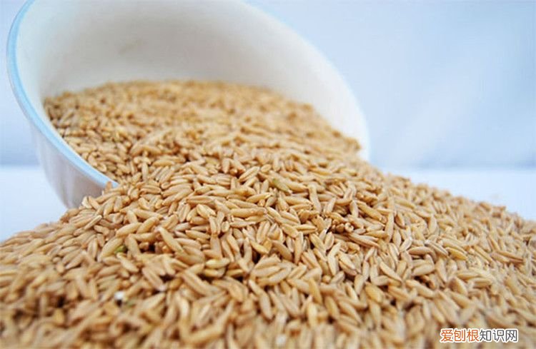 24种豆类杂粮大全 豆子的种类