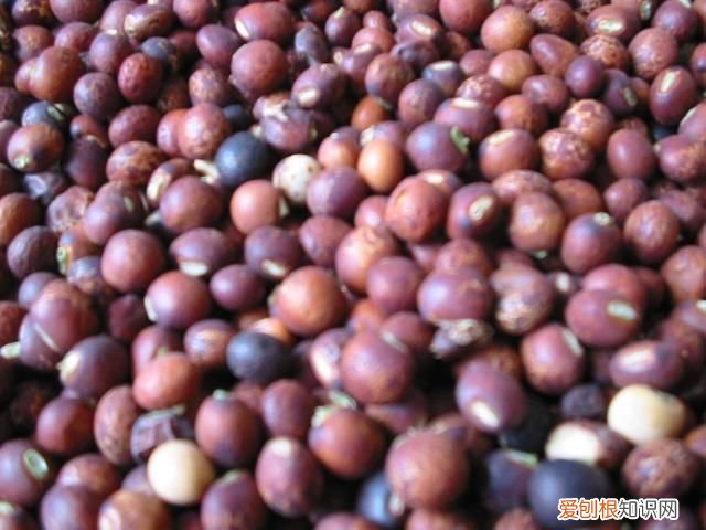 24种豆类杂粮大全 豆子的种类