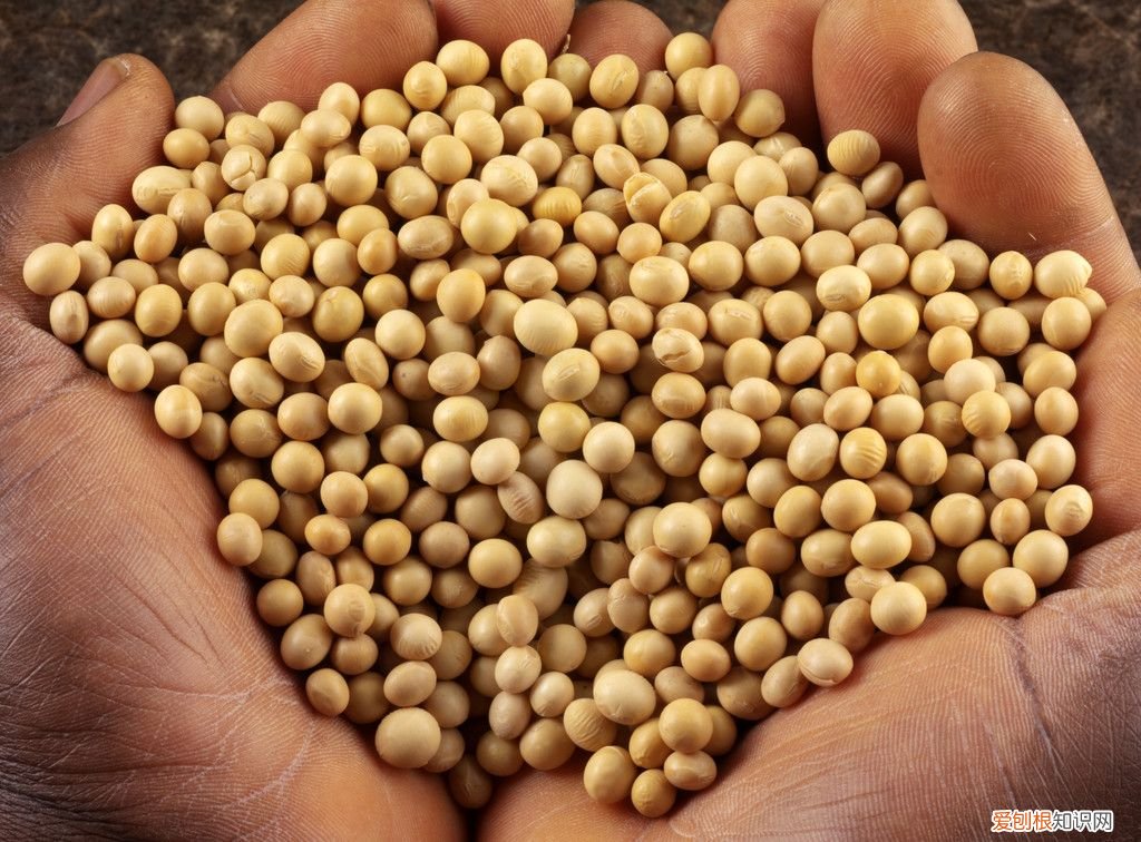 24种豆类杂粮大全 豆子的种类
