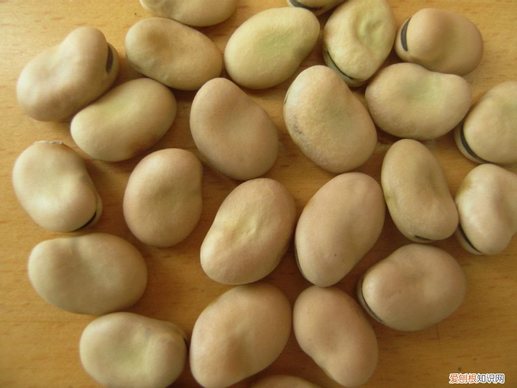 24种豆类杂粮大全 豆子的种类