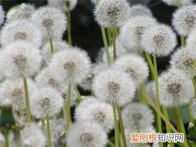 蒲公英种 蒲公英的正确种植方法是什么?