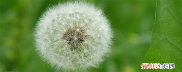 蒲公英种 蒲公英的正确种植方法是什么?