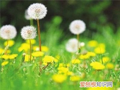 蒲公英种 蒲公英的正确种植方法是什么?