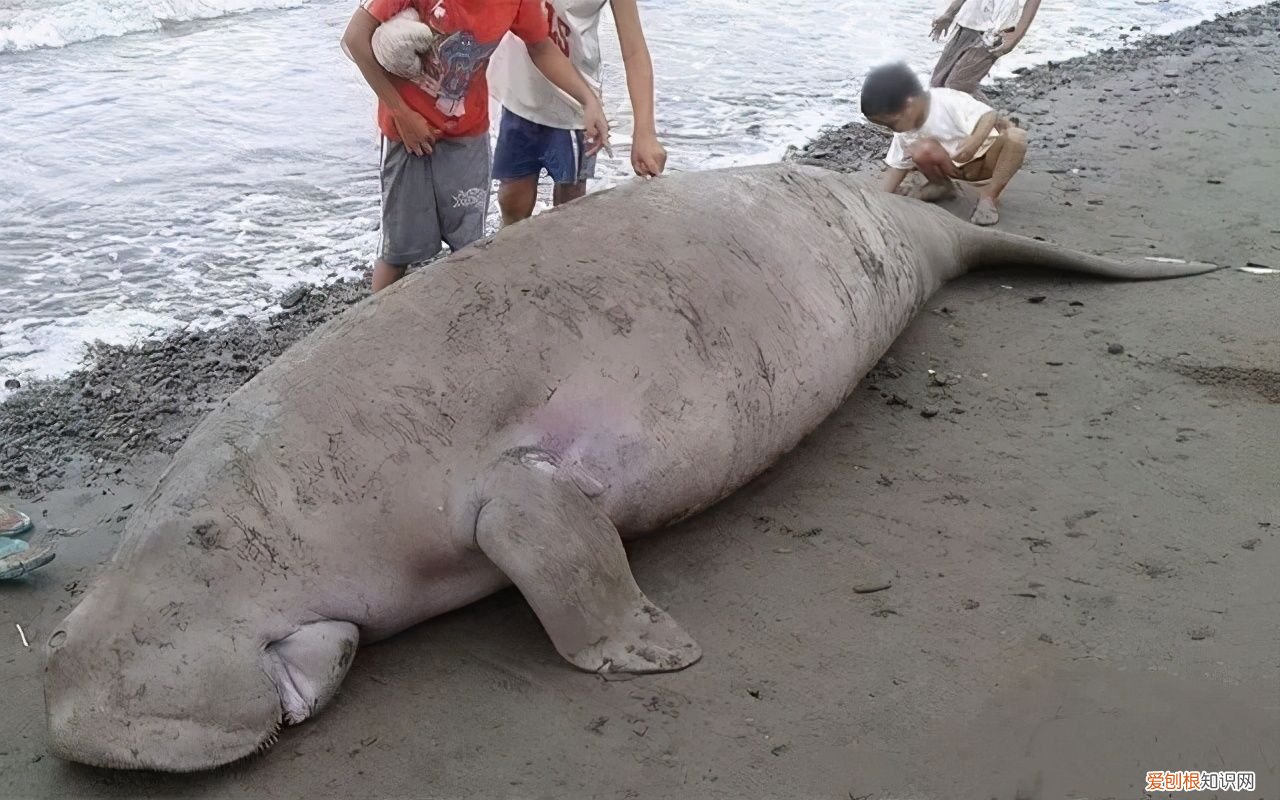 湛江的几件罕见海产品 湛江海产