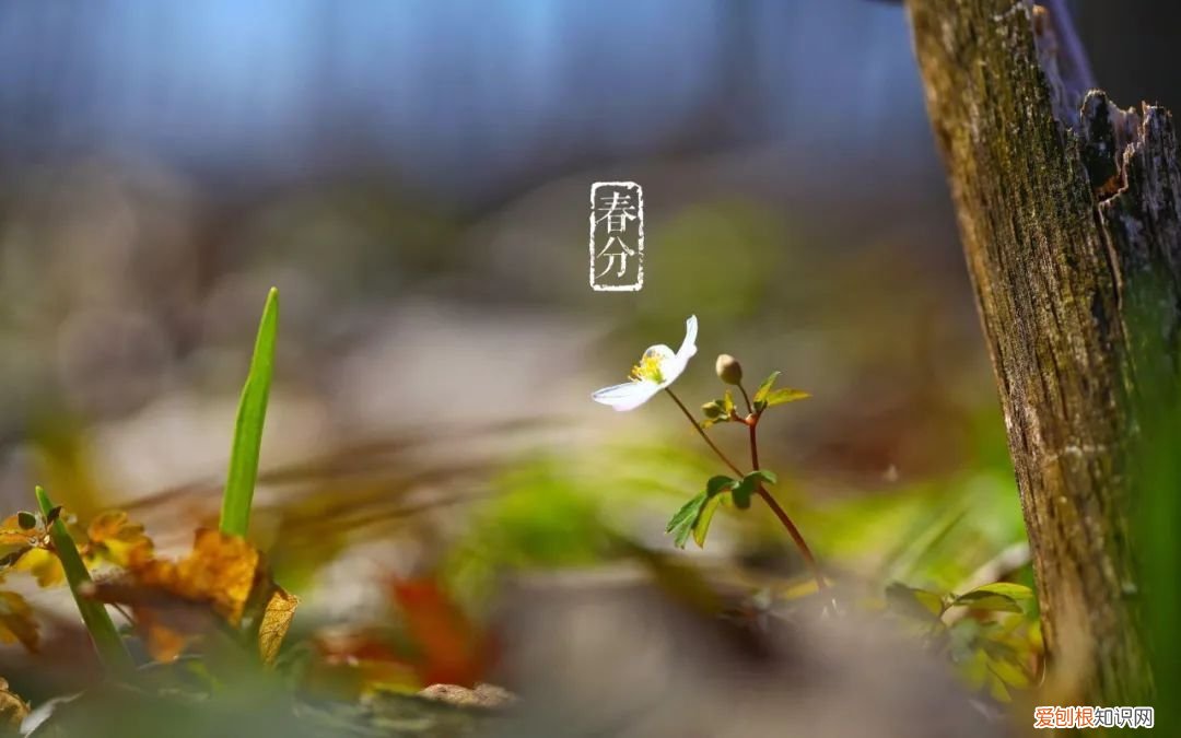 十二首春分的诗词 春分日古诗