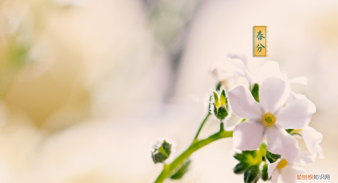 十二首春分的诗词 春分日古诗