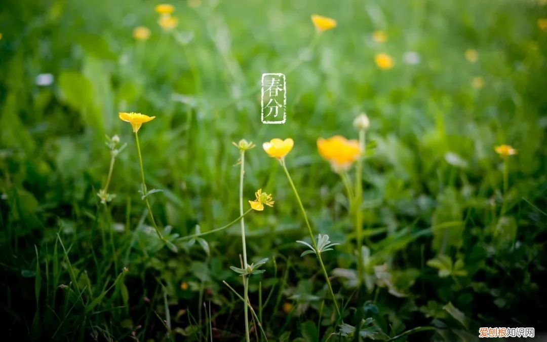 十二首春分的诗词 春分日古诗