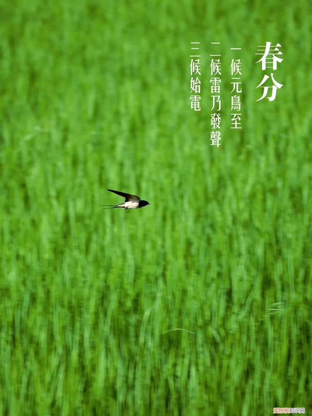 十二首春分的诗词 春分日古诗