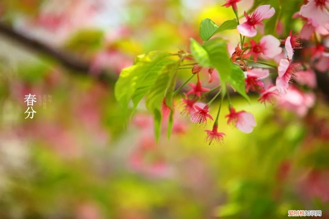 十二首春分的诗词 春分日古诗