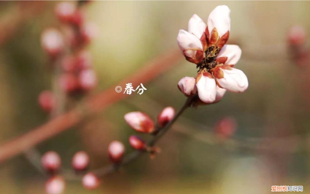 十二首春分的诗词 春分日古诗