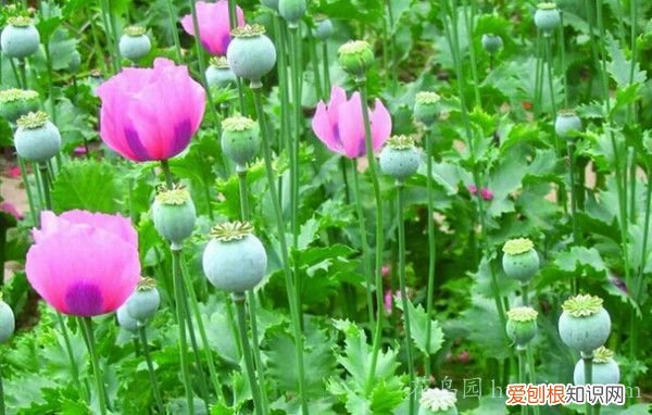 罂粟花的花语是什么? 罂粟花的传说