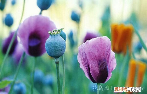 罂粟花的花语是什么? 罂粟花的传说