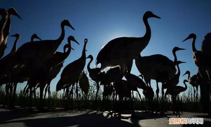 这里是扎龙，丹顶鹤的故乡 丹顶鹤的故乡