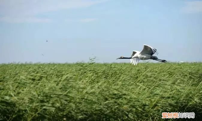 这里是扎龙，丹顶鹤的故乡 丹顶鹤的故乡