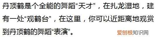 这里是扎龙，丹顶鹤的故乡 丹顶鹤的故乡