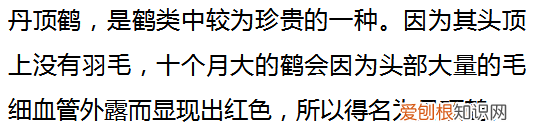 这里是扎龙，丹顶鹤的故乡 丹顶鹤的故乡