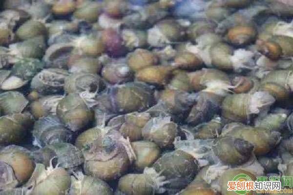 田螺人工养殖技术及注意事项 螺蛳养殖