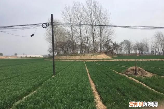 清明节的习俗和上坟祭祖的十条禁忌 清明节祭祀