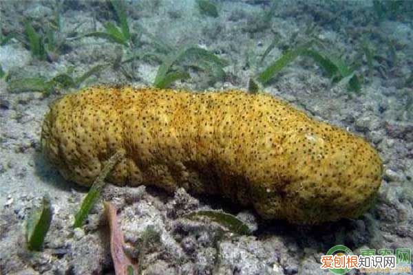 海参购买时如何挑选? 如何挑选海参呢