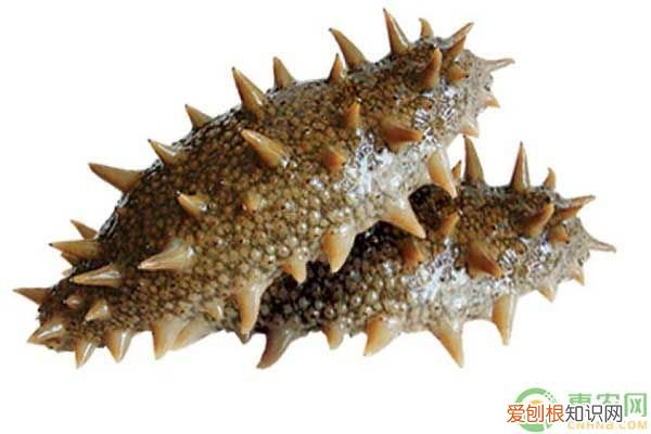 海参购买时如何挑选? 如何挑选海参呢